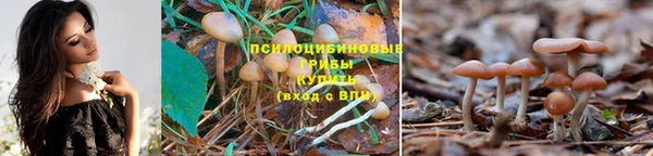 крисы Арсеньев